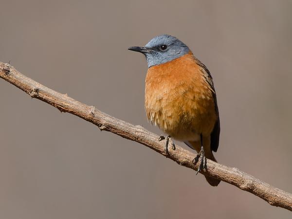 Kaapse rotslijster (Monticola rupestris)
